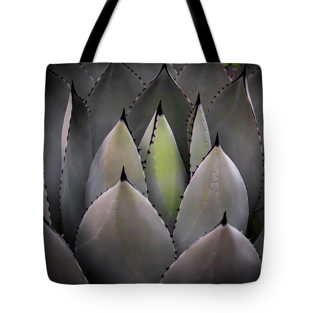 Cacti Tote Bag featuring the photograph Agave parryi truncata #2 by Gary Geddes
