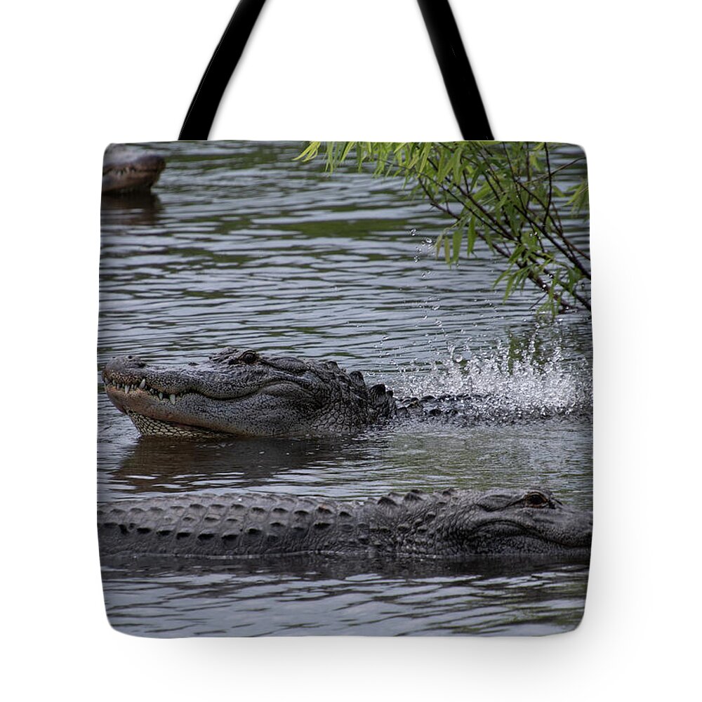 Alligator Tote Bag featuring the photograph Alligator Bellowing #3 by Carolyn Hutchins