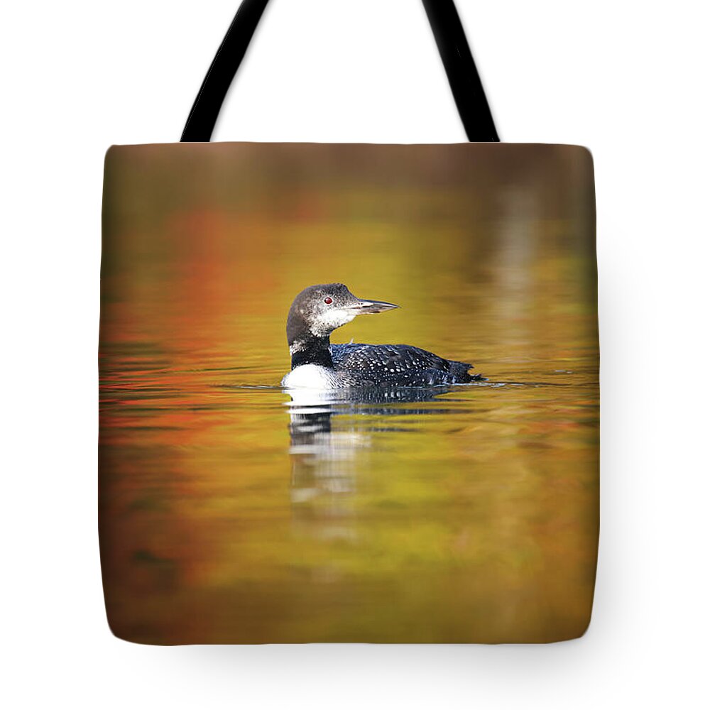 Autumn Tote Bag featuring the photograph Autumn Loon by Brook Burling