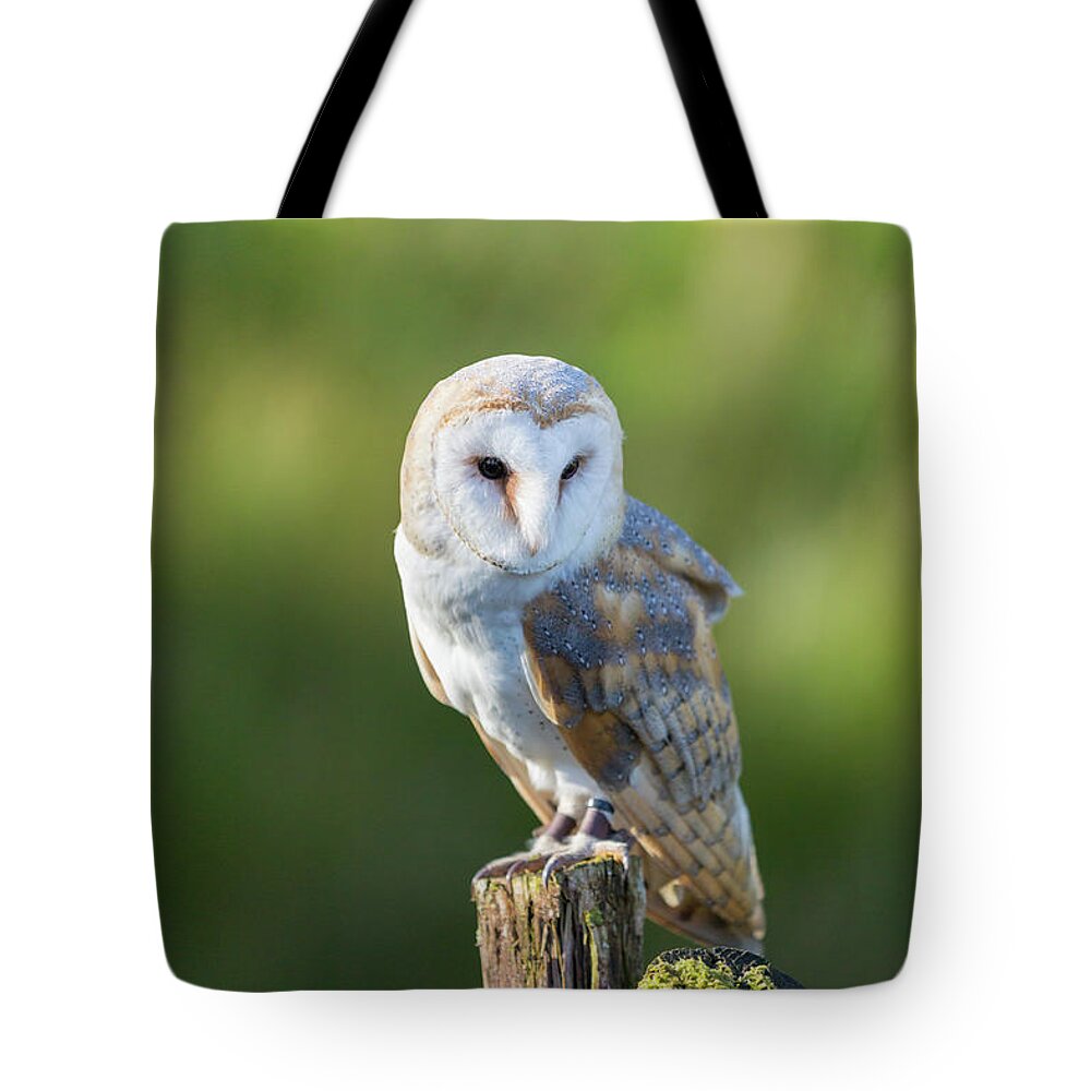 Barn Owl Tote Bag featuring the photograph Barn Owl by Anita Nicholson