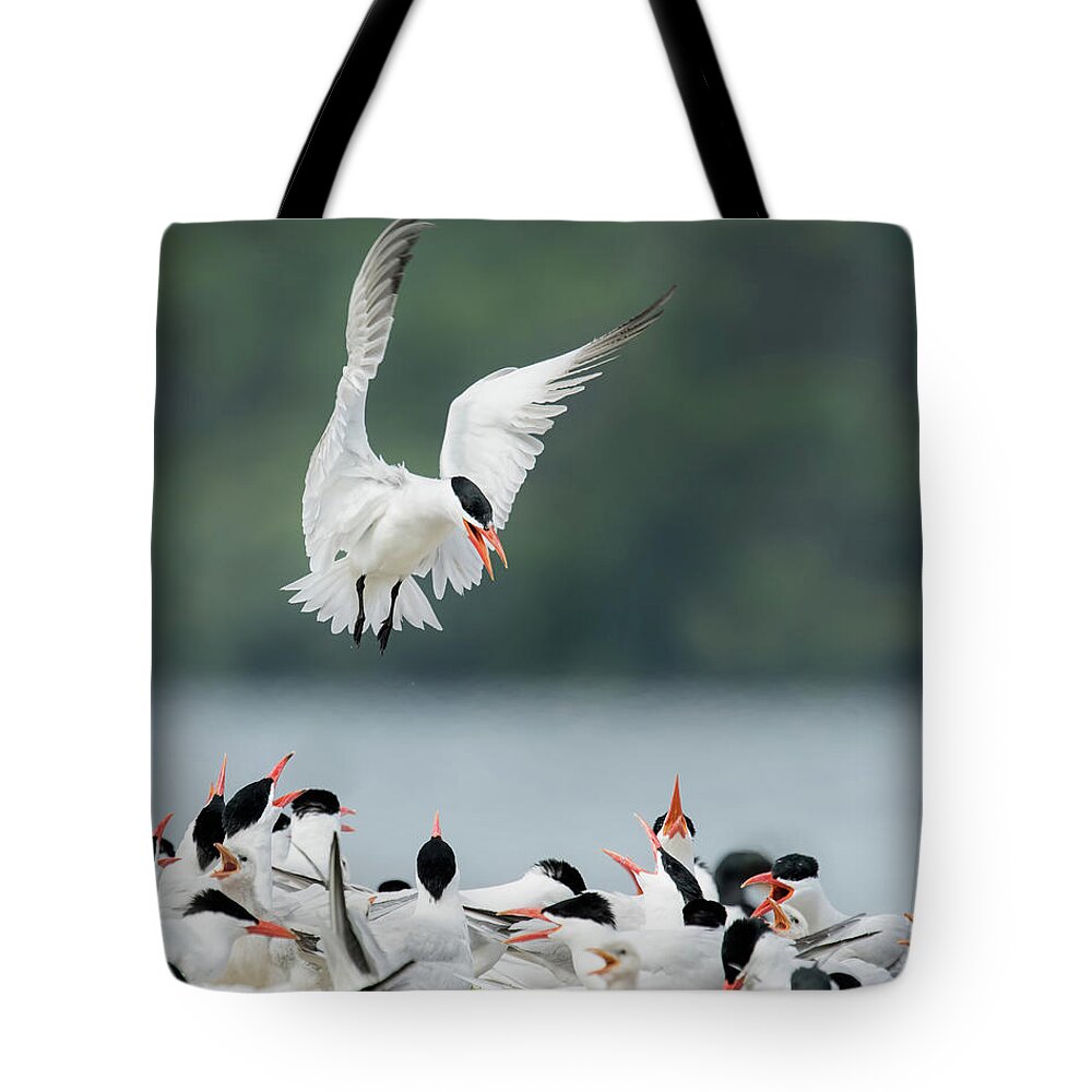 Caspian Tern Tote Bag featuring the photograph Caspian Tern With Fish #2 by CR Courson