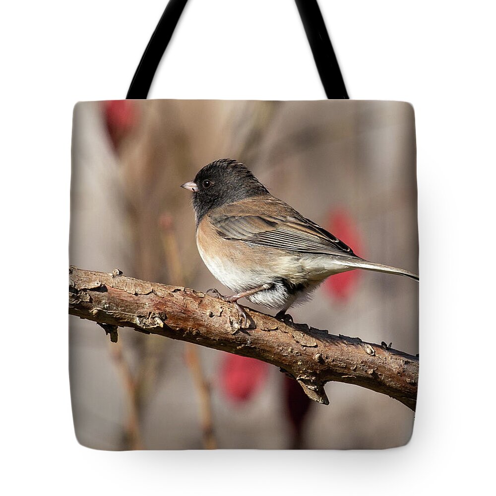 Junco Tote Bag featuring the photograph Dark-Eyed Junco by Dart Humeston