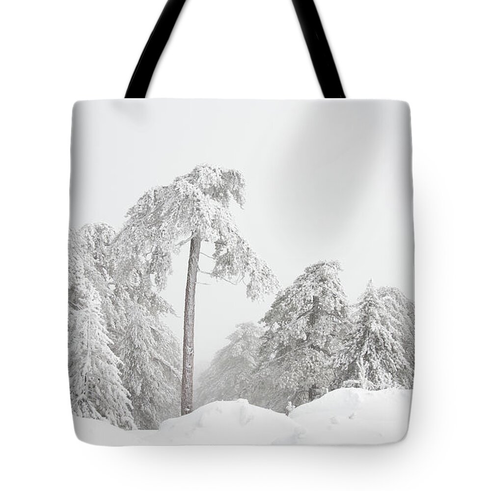 Frozen Tote Bag featuring the photograph Forest landscape in snowy mountains. Snowstorm and frozen snow covered fir trees in winter season. #1 by Michalakis Ppalis