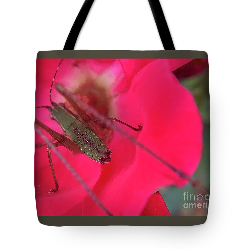 Katydid Tote Bag featuring the photograph Mexican Bush Katydid #1 by Catherine Wilson