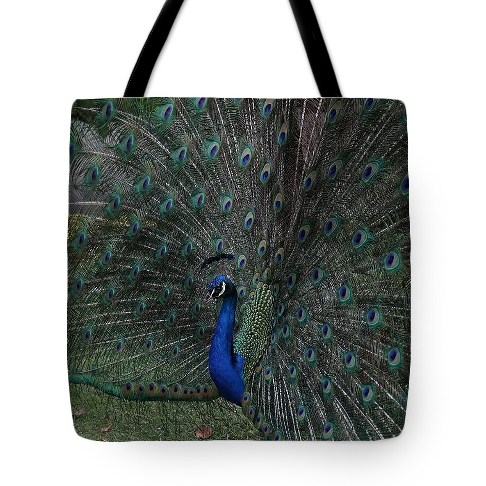 Indian Peafowl Tote Bag featuring the photograph Peacock Fanning Tail by Mingming Jiang