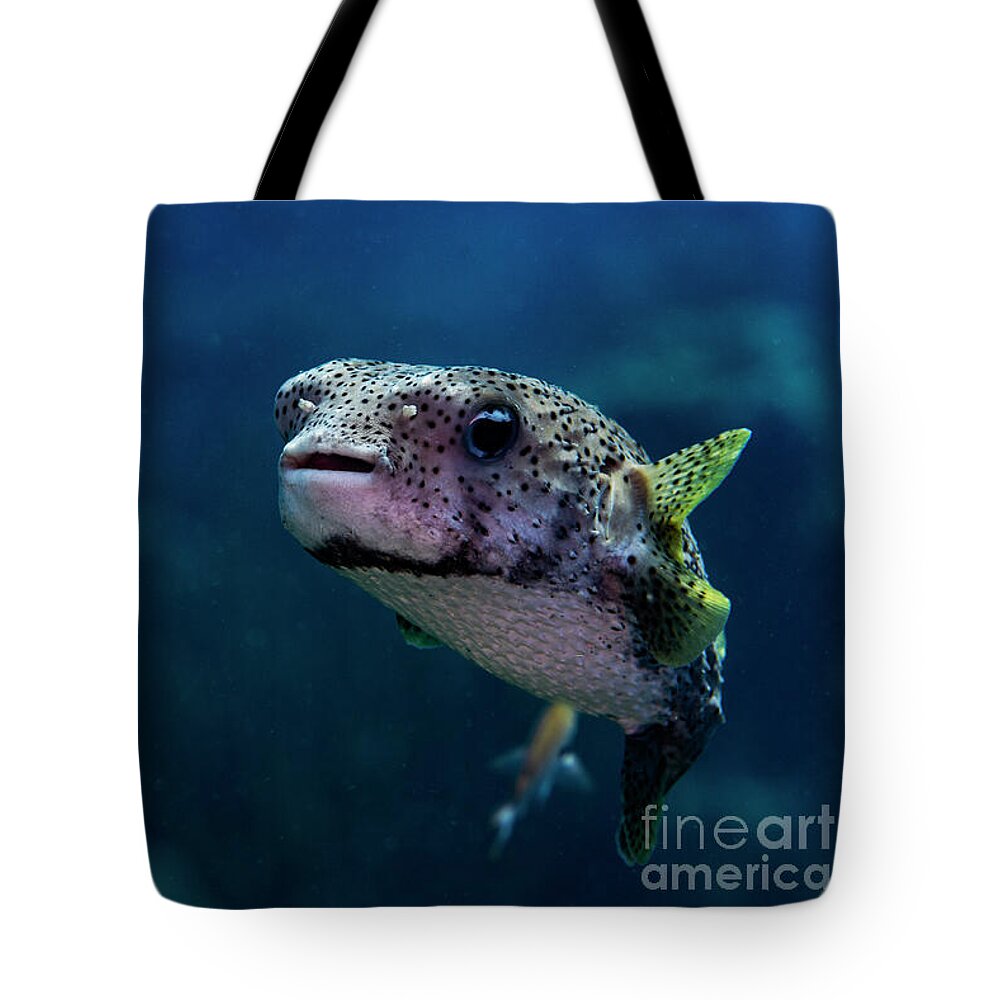 Bonaire Tote Bag featuring the photograph Porcupine Pufferfish #4 by JT Lewis