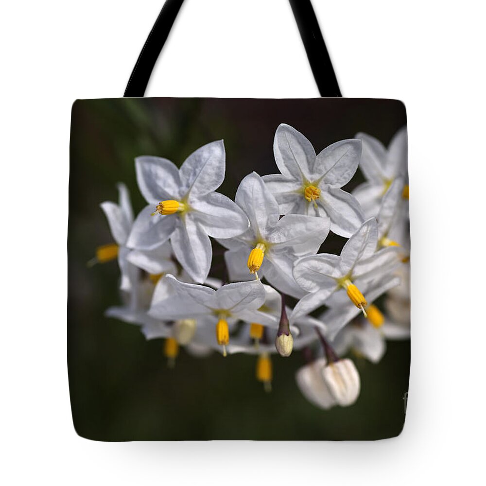 Solanum Jasminoides Tote Bag featuring the photograph Potato Vine In Flower #2 by Joy Watson