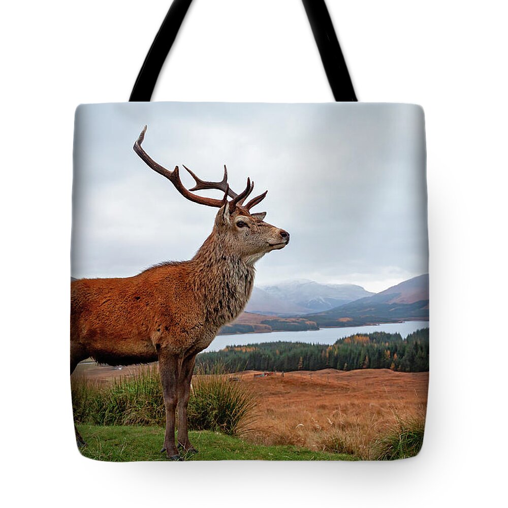 Deer Tote Bag featuring the photograph Scottish Red Deer Stag-Glencoe #2 by Grant Glendinning