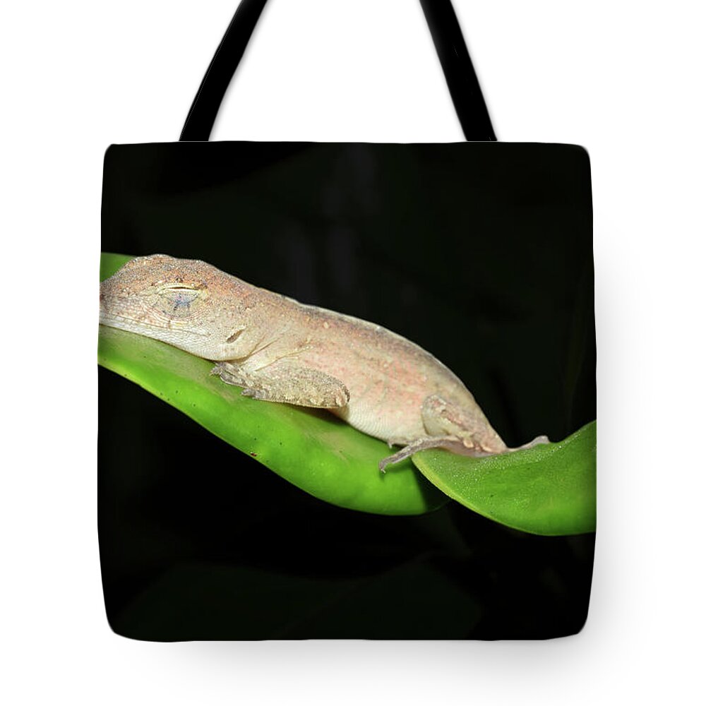Photograph Tote Bag featuring the photograph Sleeping Anole #2 by Larah McElroy