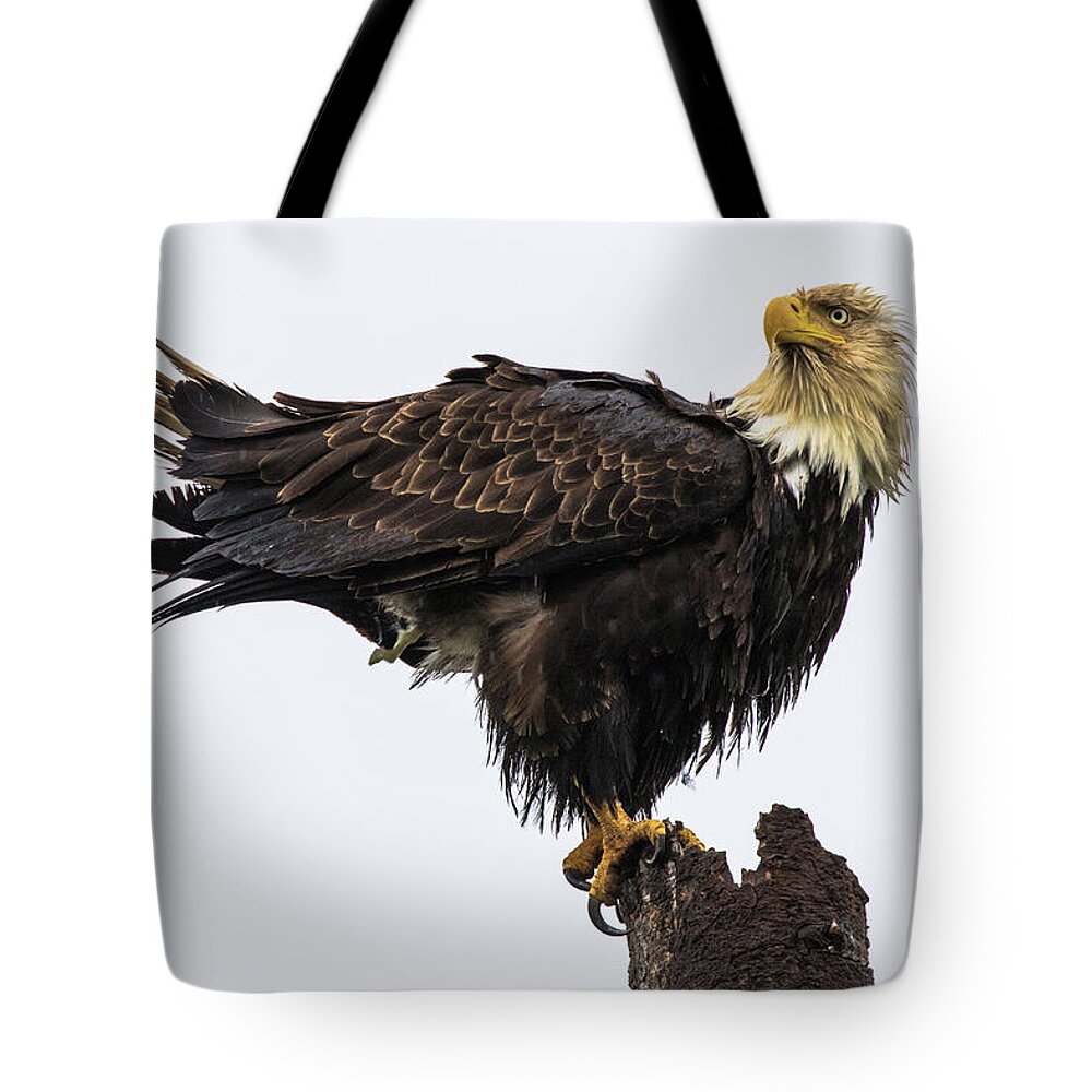 Eagle Tote Bag featuring the photograph Soggy Eagle #2 by Michelle Pennell