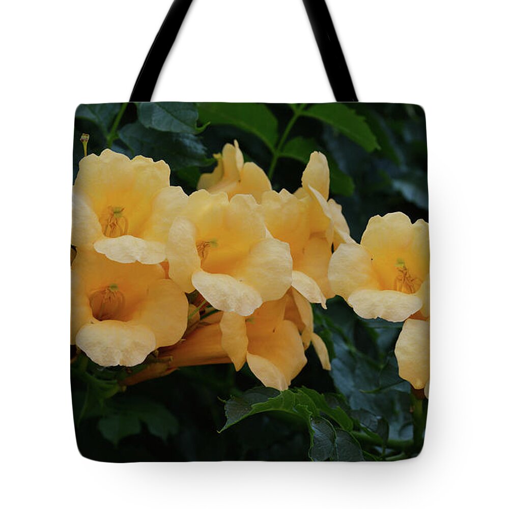  Tote Bag featuring the photograph Trumpet creeper series #2 by Yue Wang