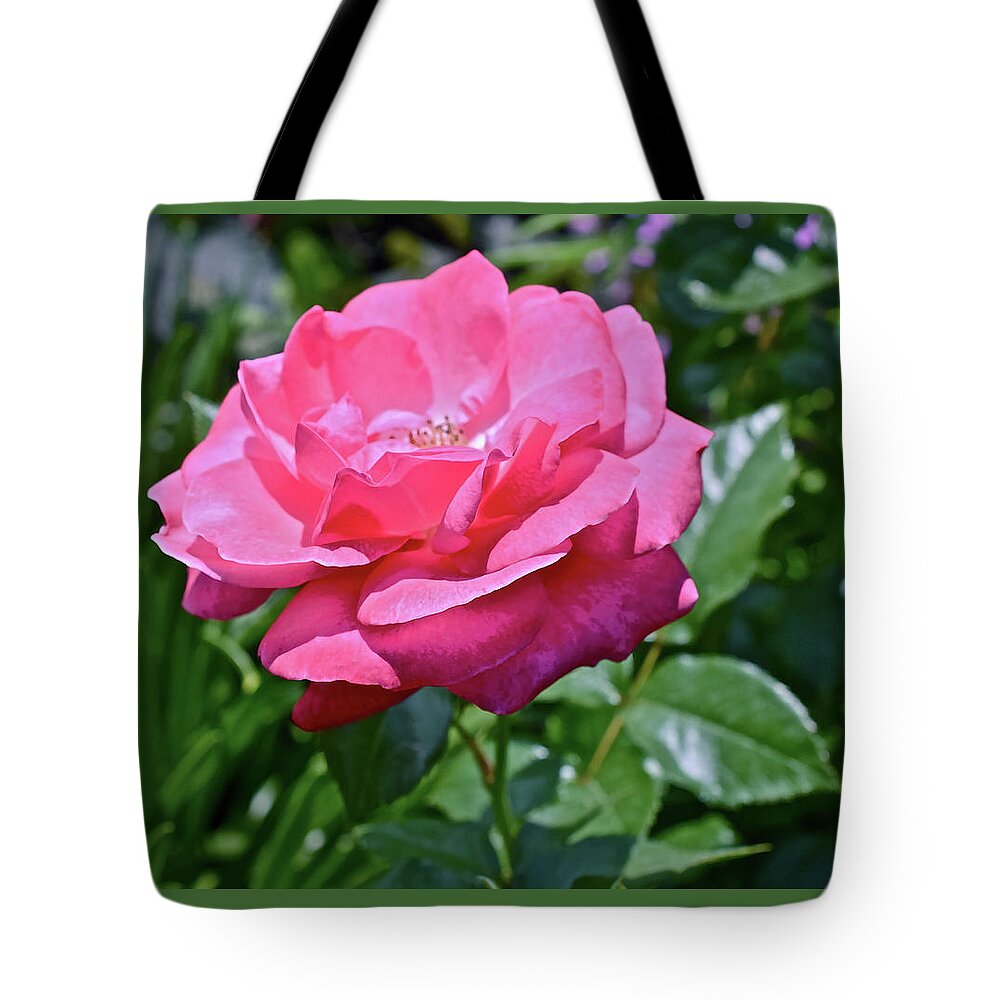 Rose Tote Bag featuring the photograph 2020 Mid June Garden Rose by Janis Senungetuk