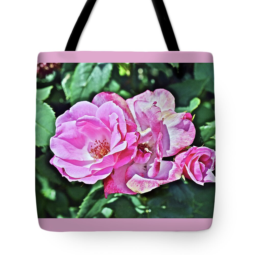 Roses Tote Bag featuring the photograph 2020 Mid June Garden Shrub Roses 1 by Janis Senungetuk
