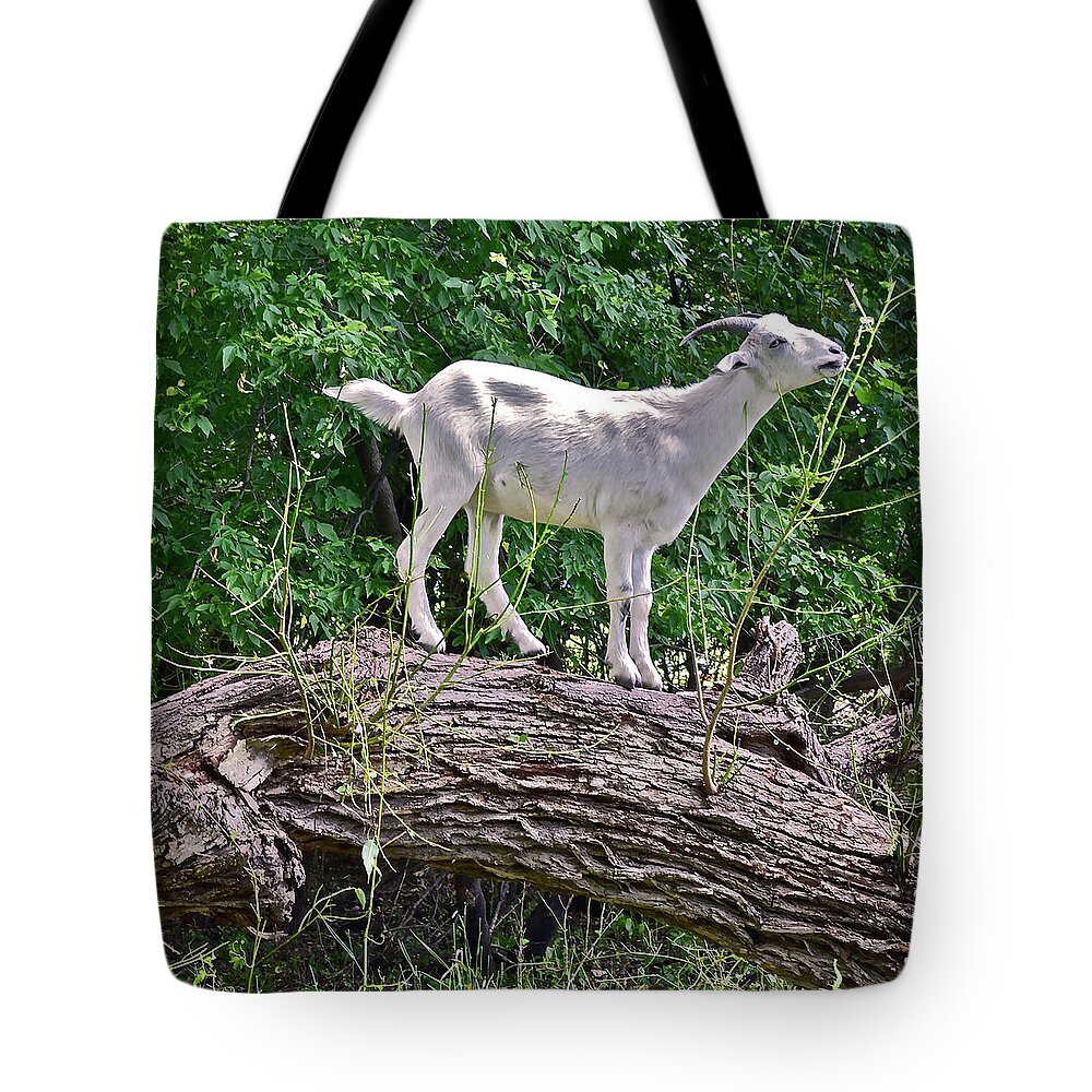 Goat Tote Bag featuring the photograph 2021 Backyard Goats 2 by Janis Senungetuk