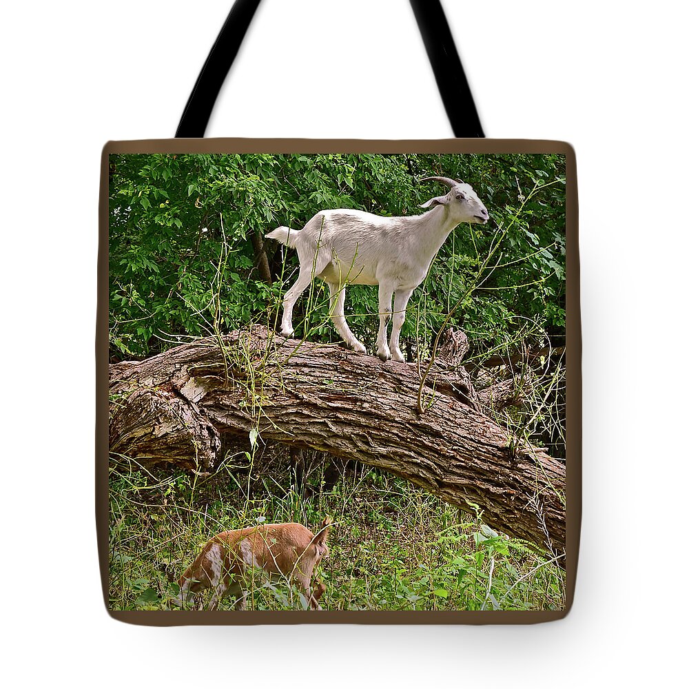 Goat Tote Bag featuring the photograph 2021 Backyard Goats 3 by Janis Senungetuk
