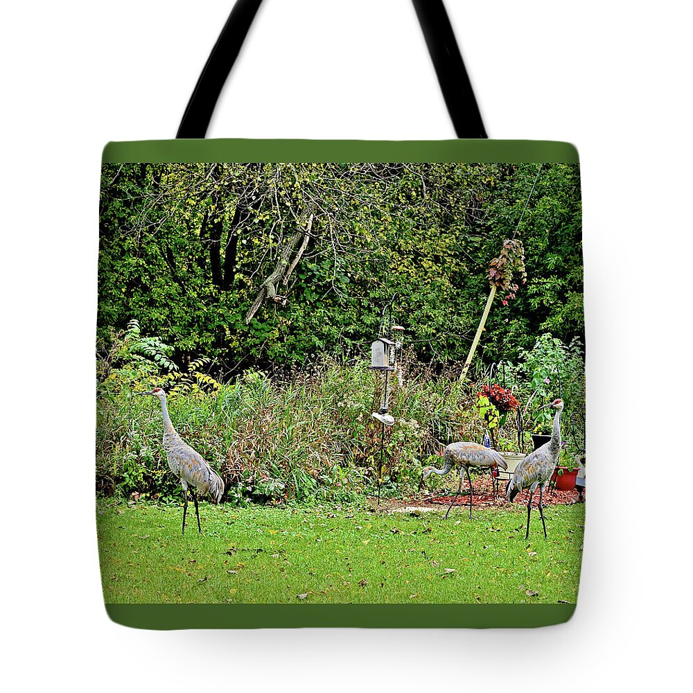 Sandhill Cranes; Backyard; Birds; Tote Bag featuring the photograph 2021 Fall Sandhill Cranes 2 by Janis Senungetuk