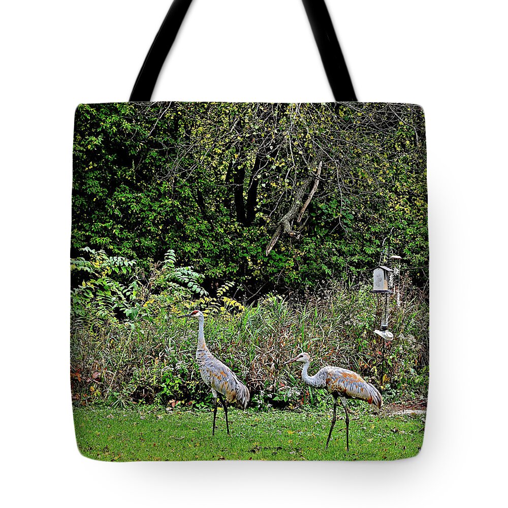Sandhill Cranes; Backyard; Birds; Tote Bag featuring the photograph 2021 Fall Sandhill Cranes 4 by Janis Senungetuk