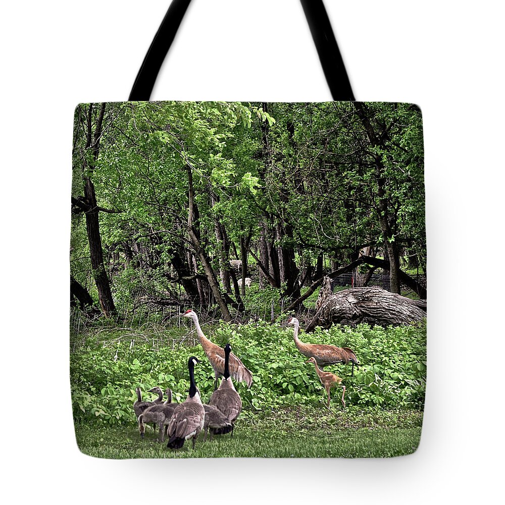 Sandhill Cranes Tote Bag featuring the photograph 2022 Busy Afternoon at the Basin by Janis Senungetuk