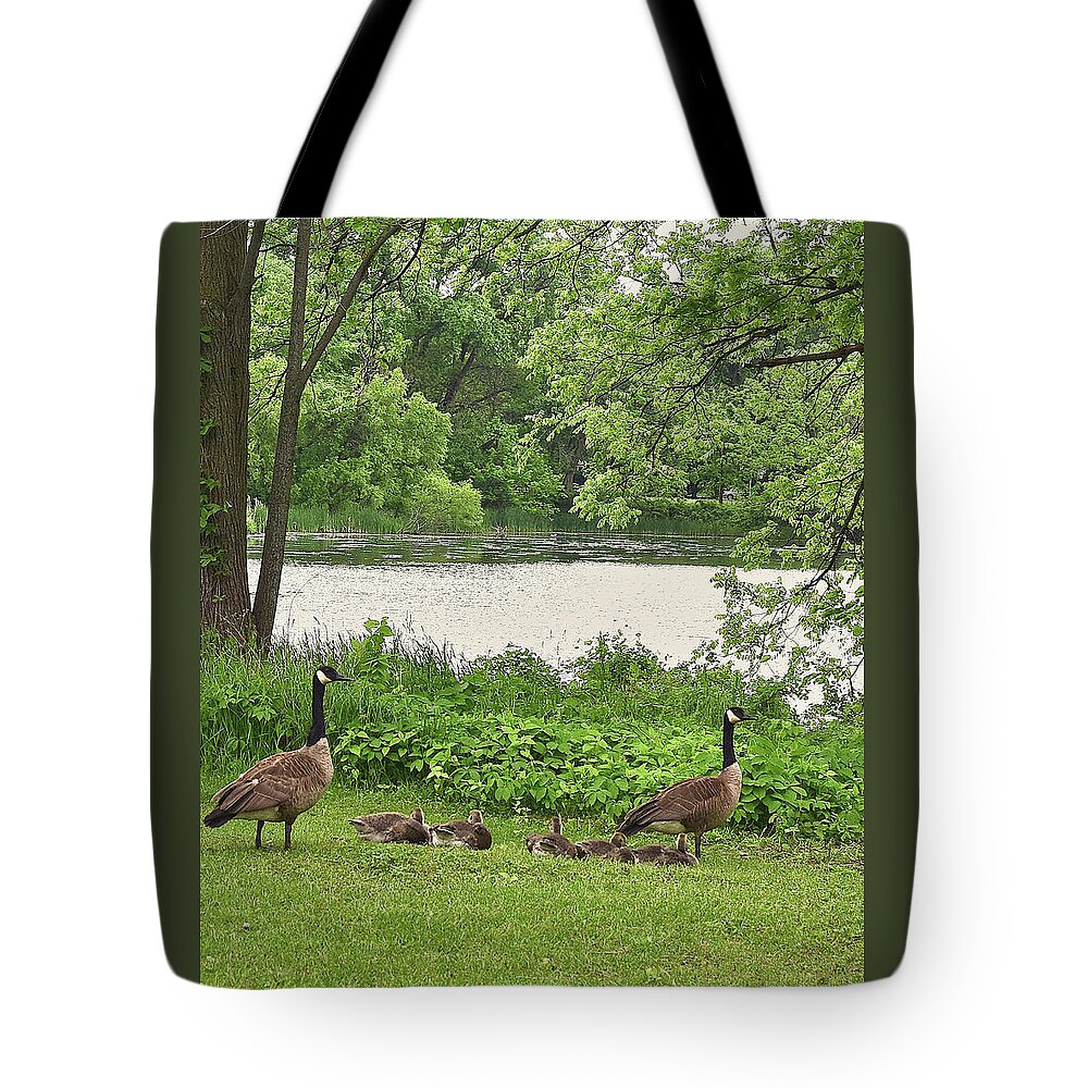Canadian Geese Tote Bag featuring the photograph 2022 Geese and Goslings Visiting the Basin by Janis Senungetuk