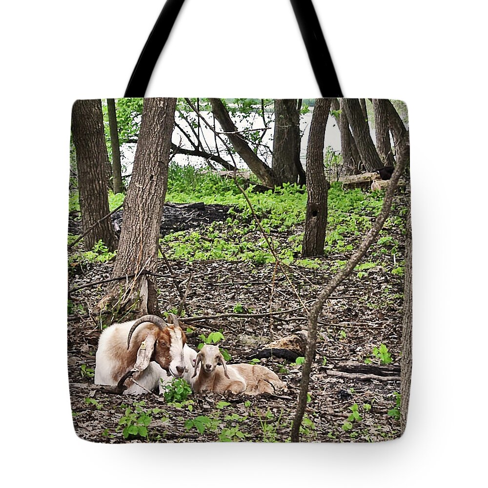 Goats Tote Bag featuring the photograph 2022 Visiting Goats Mom with Kids by Janis Senungetuk