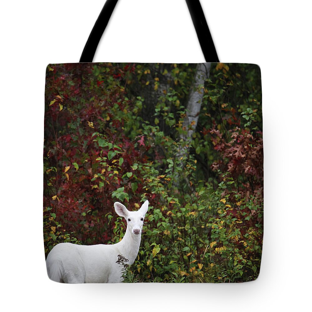 Leucistic Deer Tote Bag featuring the photograph White Deer by Brook Burling