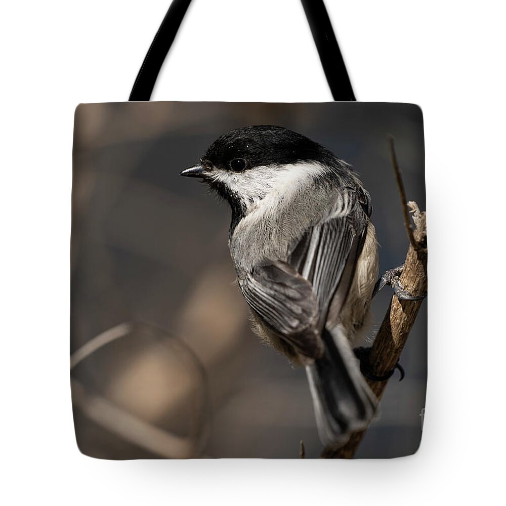 Close Up Tote Bag featuring the photograph Black-capped chickadee #27 by JT Lewis