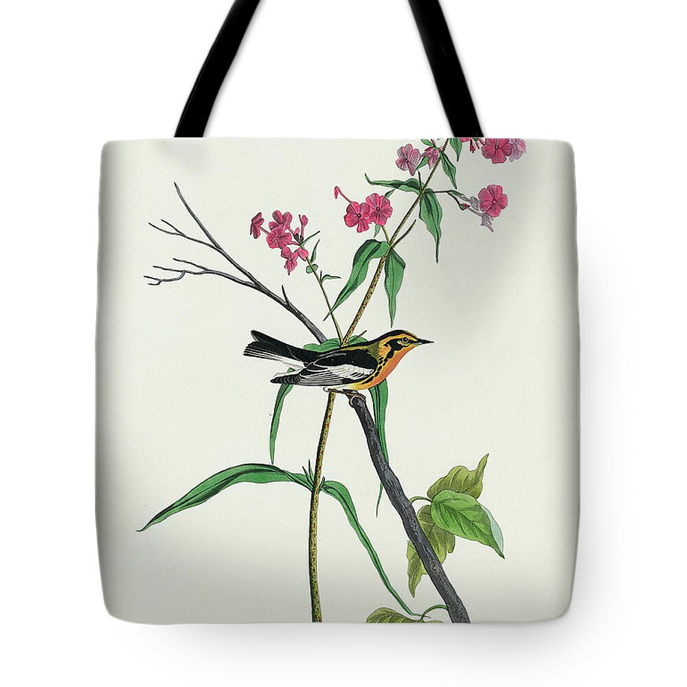 Audubon Birds Tote Bag featuring the drawing Blackburnian Warbler #3 by John James Audubon