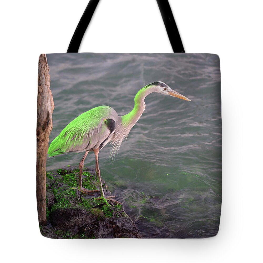 Republic Of Ecuador Tote Bag featuring the photograph Great Blue Heron, Ardea herodias, Santa Cruz Island, Galapagos Islands, Ecuador #3 by Kevin Oke