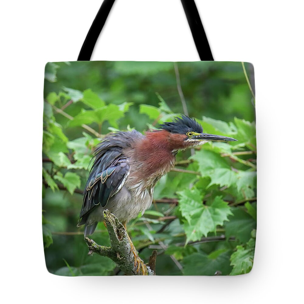 Green Heron Tote Bag featuring the photograph Green Heron #3 by Brook Burling
