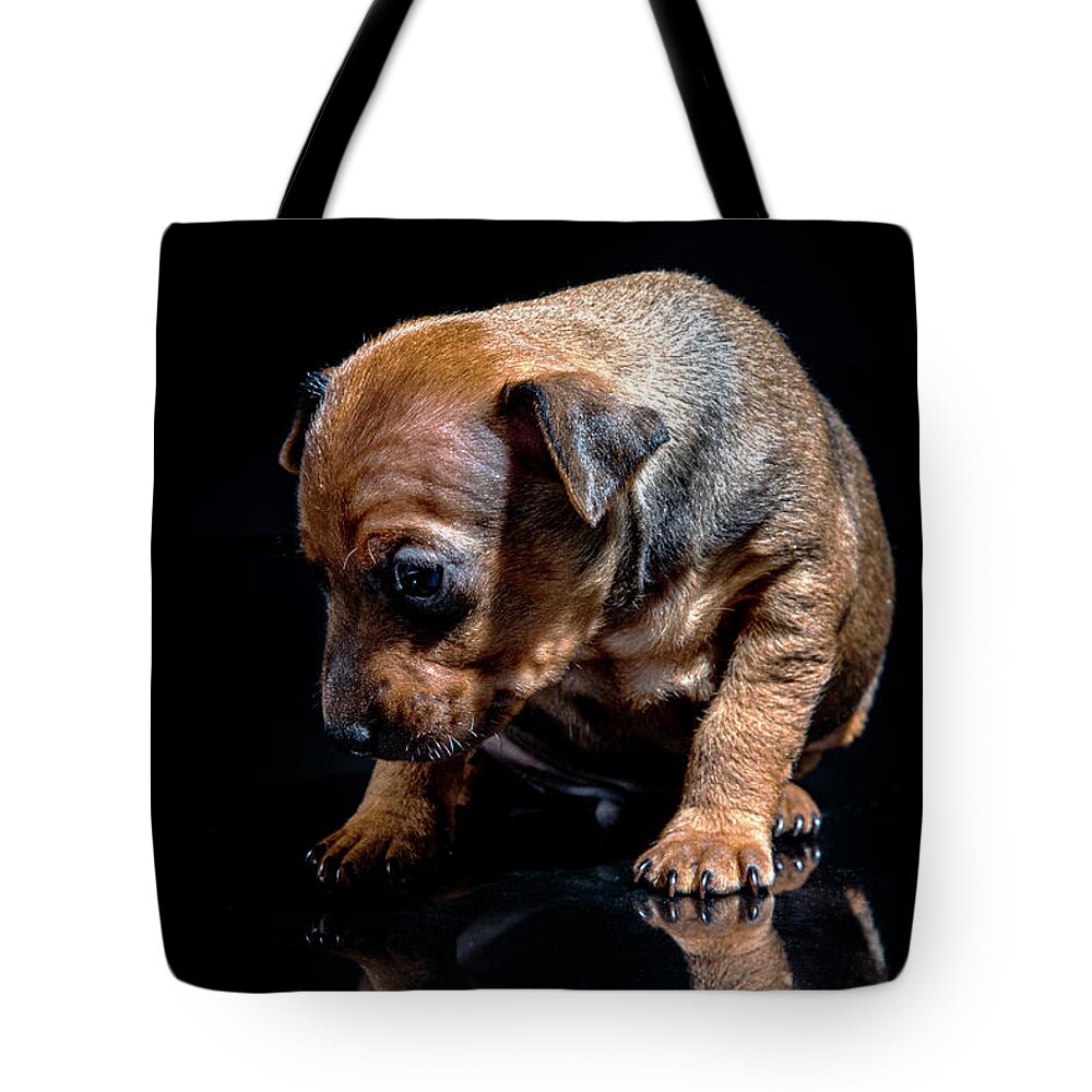Indoors Tote Bag featuring the photograph Minpin Pinscher puppie #3 by Gunnar Orn Arnason