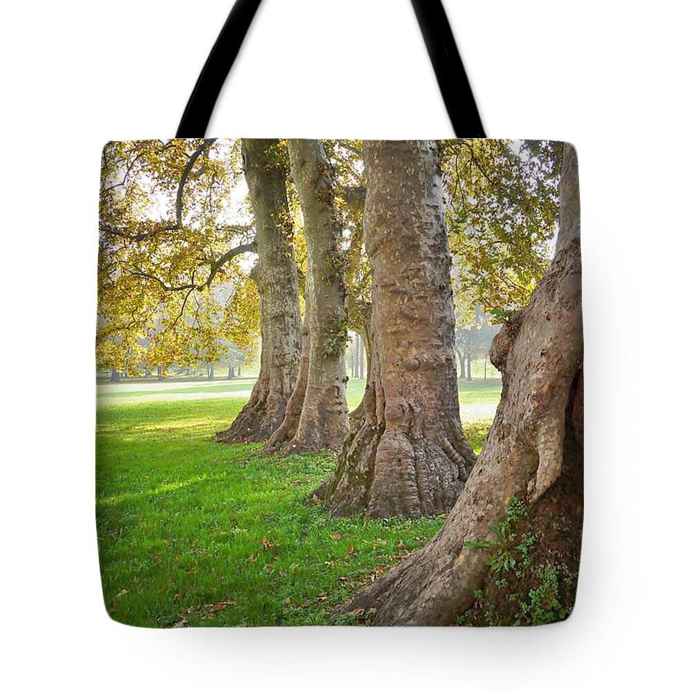 Trees Tote Bag featuring the photograph Parco Cavour. Ottobre 2016 #3 by Marco Cattaruzzi