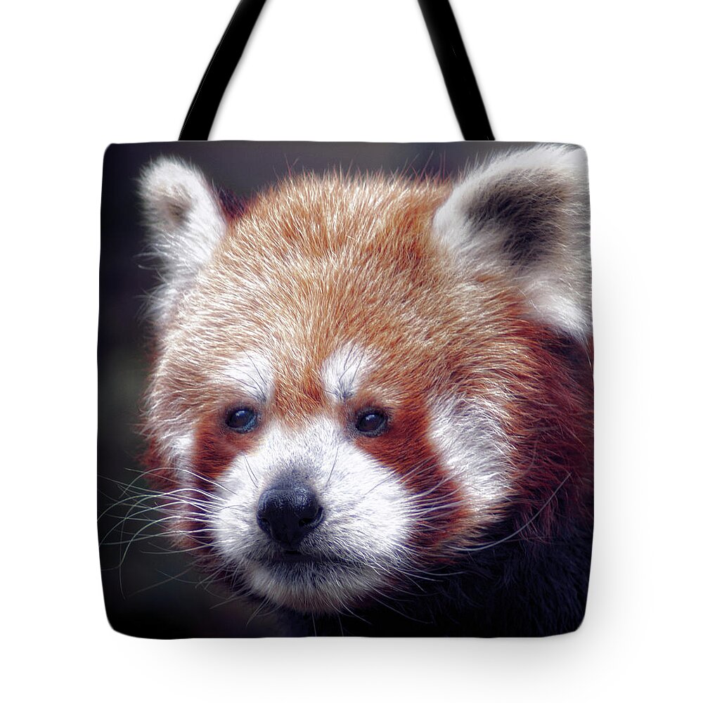 Red Tote Bag featuring the photograph Red Panda by Chris Boulton