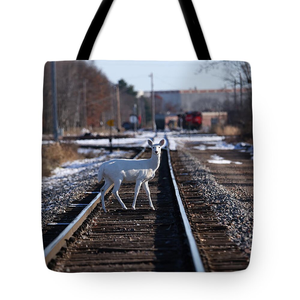White Tote Bag featuring the photograph White Deer #36 by Brook Burling