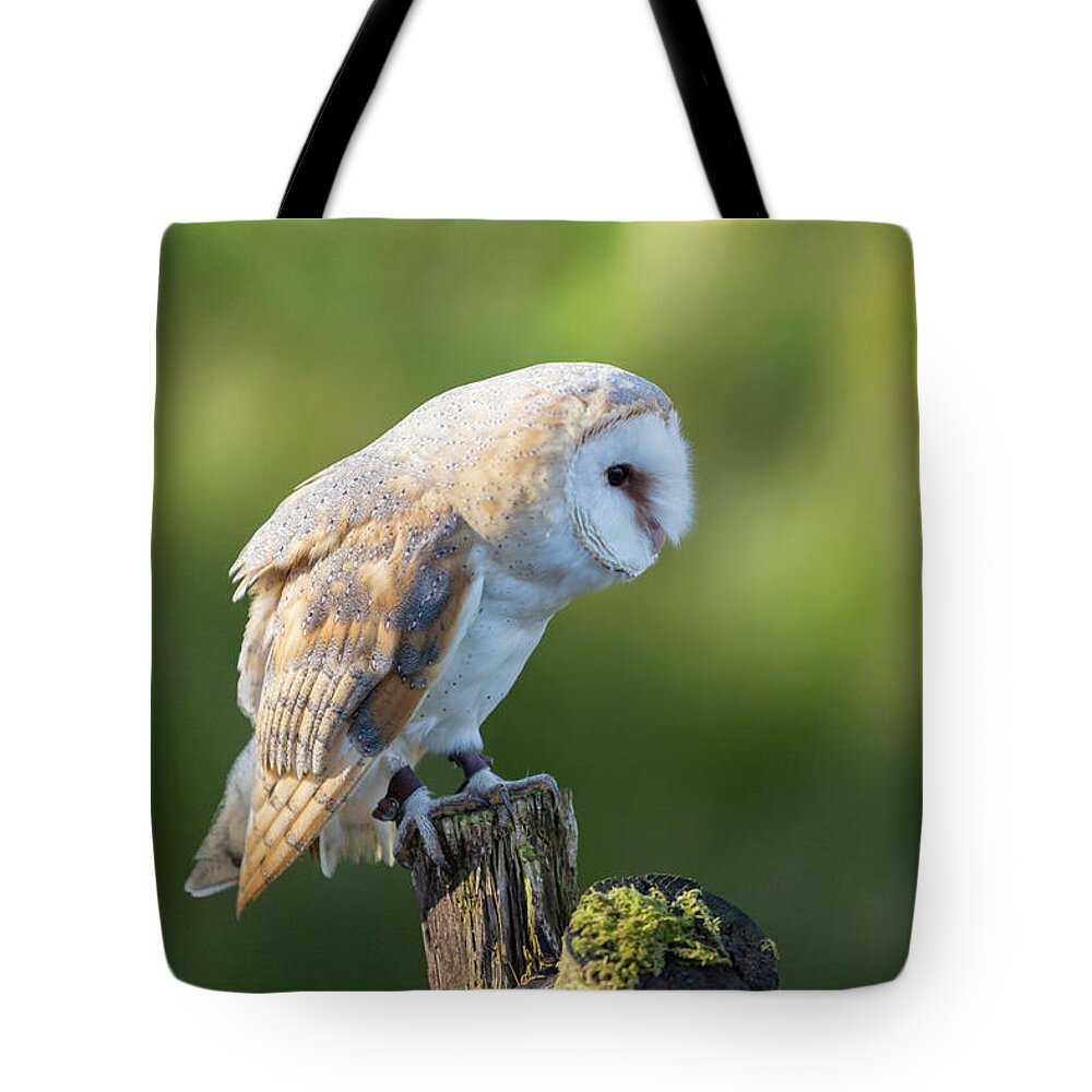 Barn Owl Tote Bag featuring the photograph Barn Owl #5 by Anita Nicholson