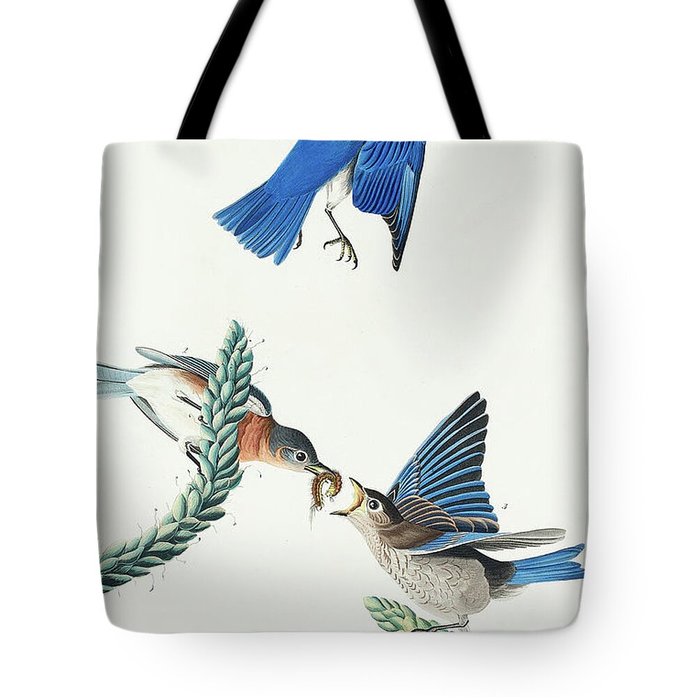 Audubon Birds Tote Bag featuring the drawing Blue-bird #4 by John James Audubon