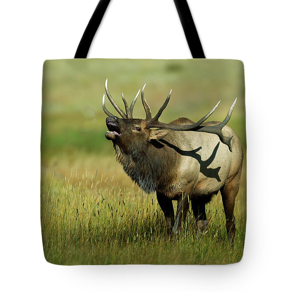 Rocky Tote Bag featuring the photograph Bull Elk Bugling #4 by Gary Langley