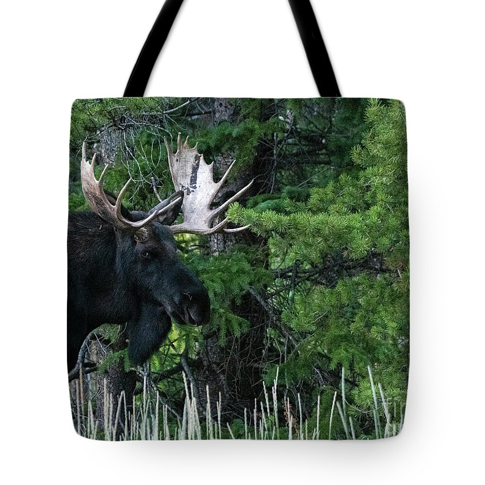 Colorado Tote Bag featuring the photograph Bull Moose #4 by Patrick Nowotny