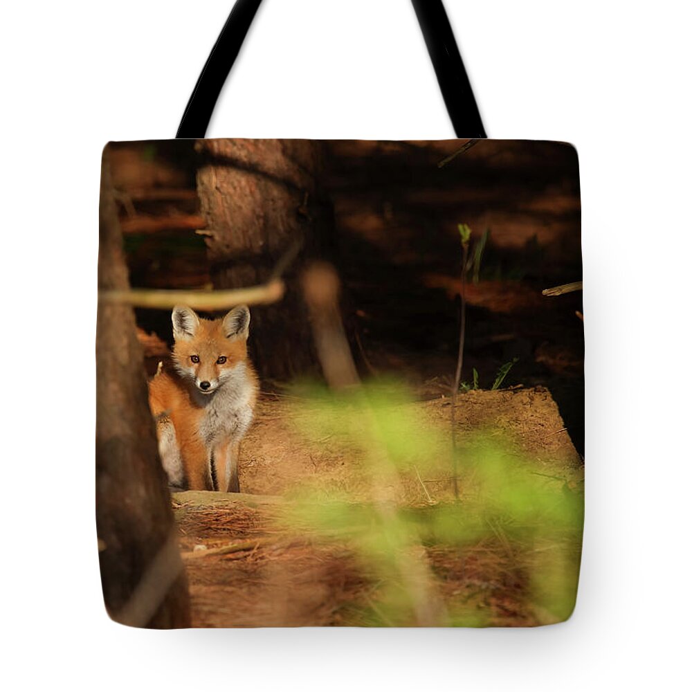 Red Fox Tote Bag featuring the photograph Red Fox #5 by Brook Burling