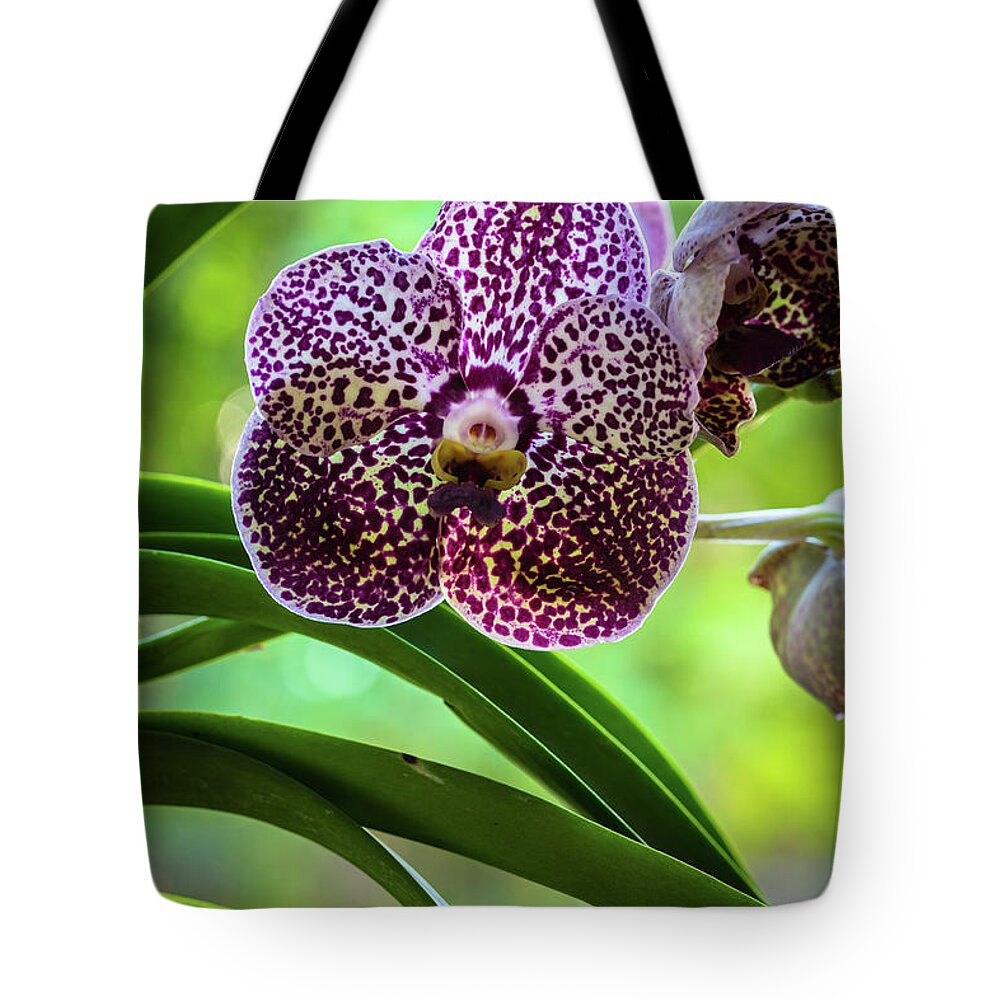 Ascda Kulwadee Fragrance Tote Bag featuring the photograph Spotted Vanda Orchid Flowers #4 by Raul Rodriguez