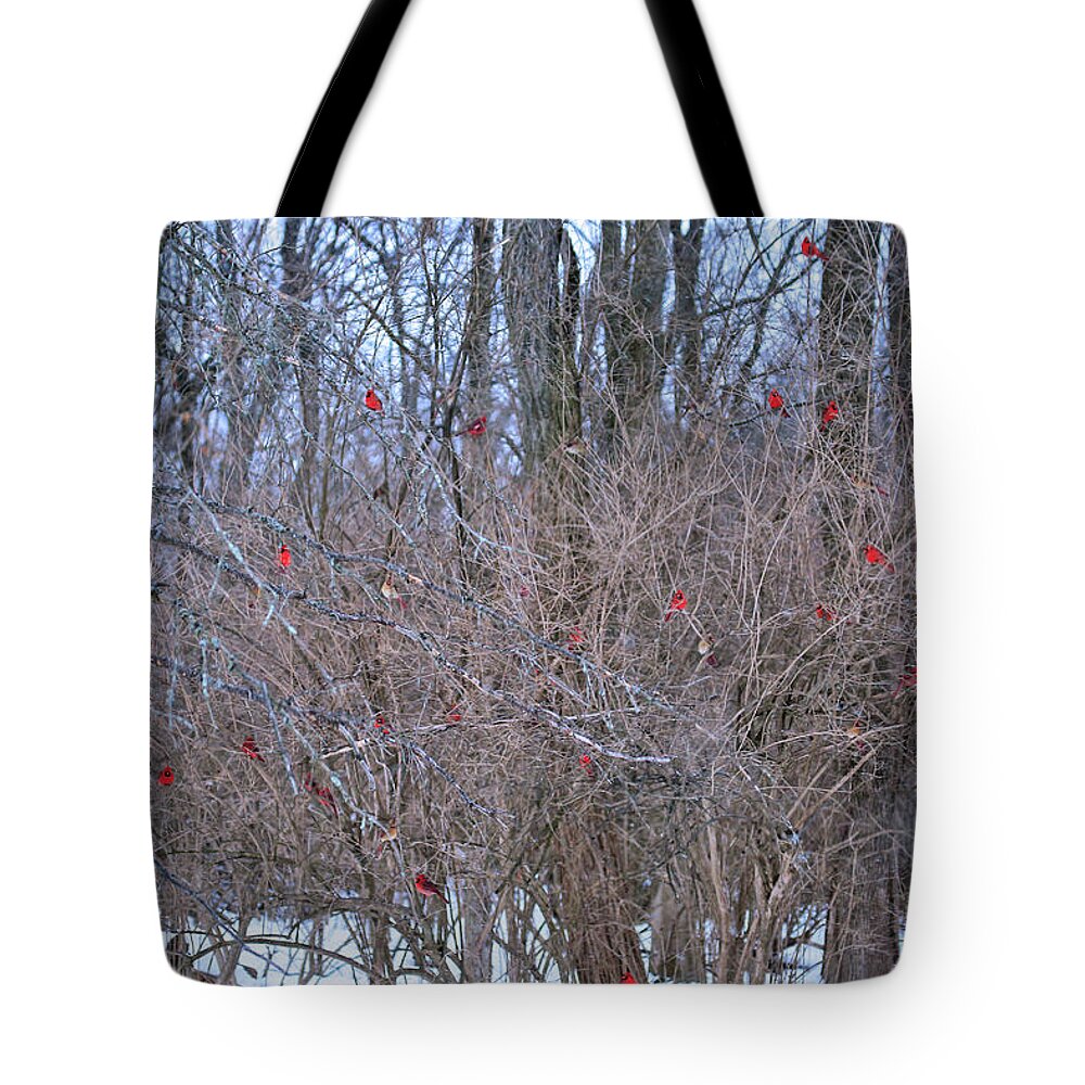 Cardinals Tote Bag featuring the photograph Cardinals Galore #40 by PJQandFriends Photography