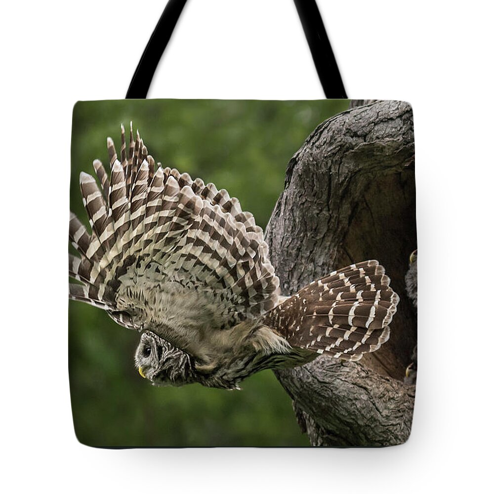 Barred Owl Tote Bag featuring the photograph Barred owl #12 by Puttaswamy Ravishankar