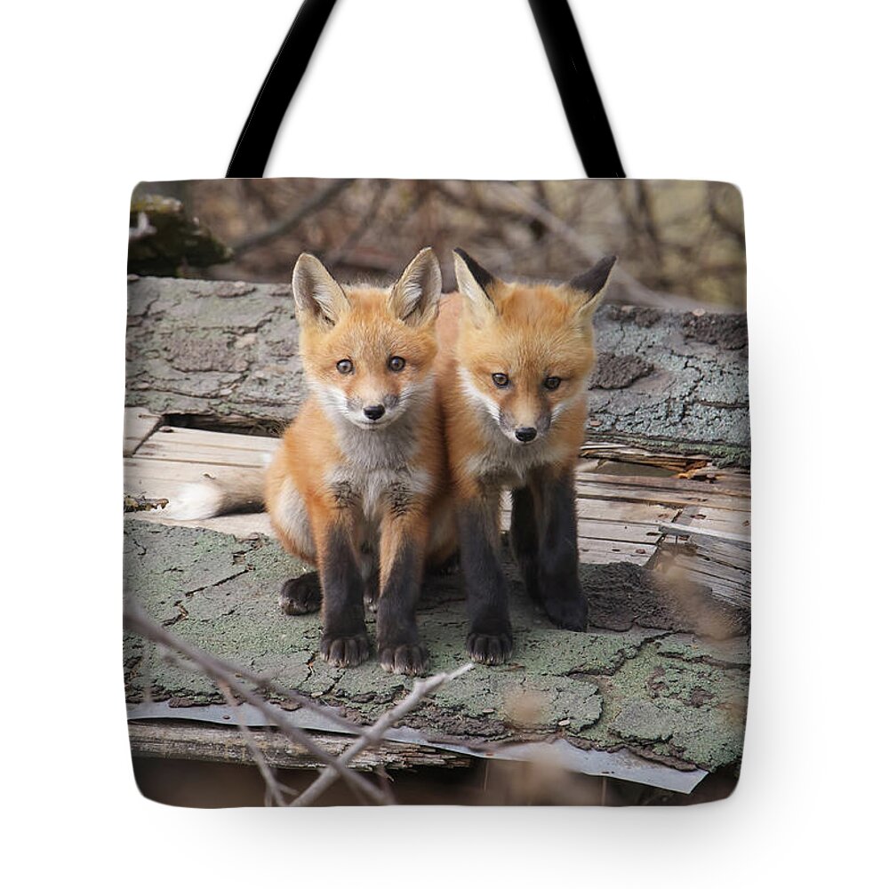 Fox Tote Bag featuring the photograph Fox Kits #5 by Brook Burling