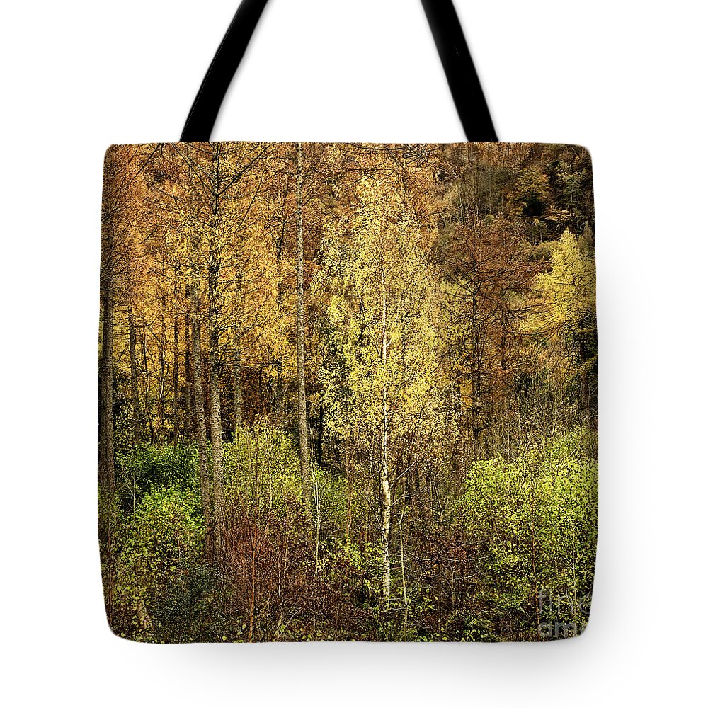 50 Shades Gold Golden Autumn Wonderland Fall Smart Uk Woodland Woods Forest Trees Foliage Leaves Beautiful Birch Crown Beauty Landscape Rich Colors Yellow Delightful Magnificent Mindfulness Serenity Inspirational Serene Tranquil Tranquillity Magic Charming Atmospheric Aesthetic Attractive Picturesque Scenery Glorious Impressionistic Impressive Pleasing Stimulating Magical Vivid Trunks Effective Green Bushes Delicate Gentle Joy Enjoyable Relaxing Pretty Uplifting Poetic Orange Red Fantastic Tale Tote Bag featuring the photograph Fifty Shades Of Gold by Tatiana Bogracheva