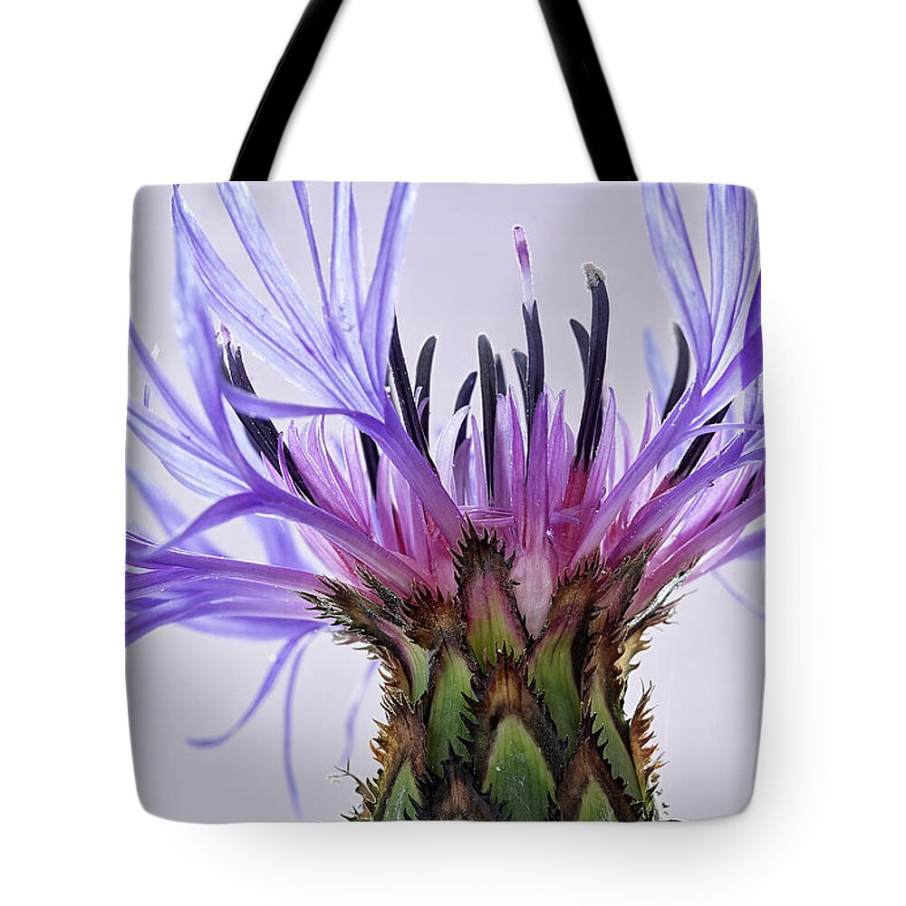 Floral Tote Bag featuring the photograph Batchelors Button by Shirley Mitchell