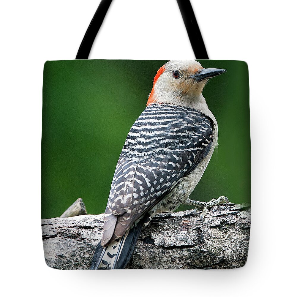 Female Red-bellied Woodpecker Tote Bag featuring the photograph Female Red-bellied Woodpecker #6 by Diane Giurco