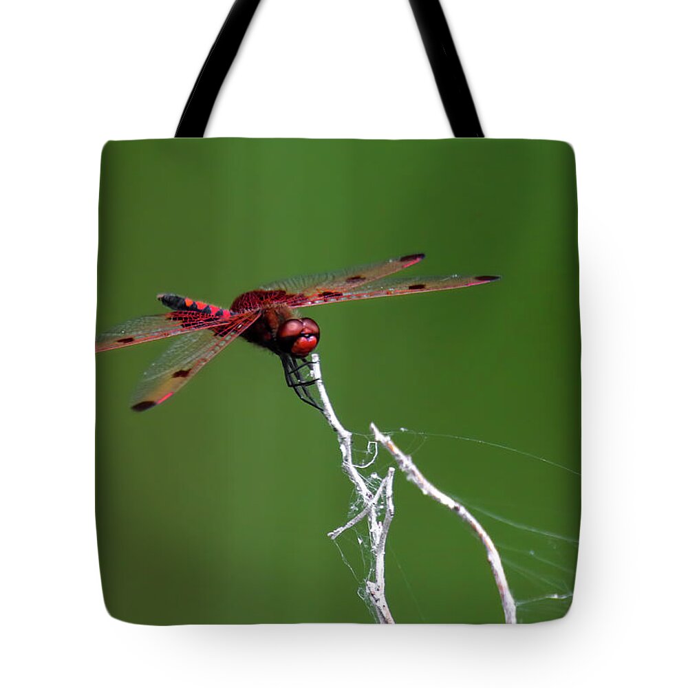 Red Saddlebag Dragonfly Tote Bag featuring the photograph Red Saddlebag Dragonfly by Brook Burling