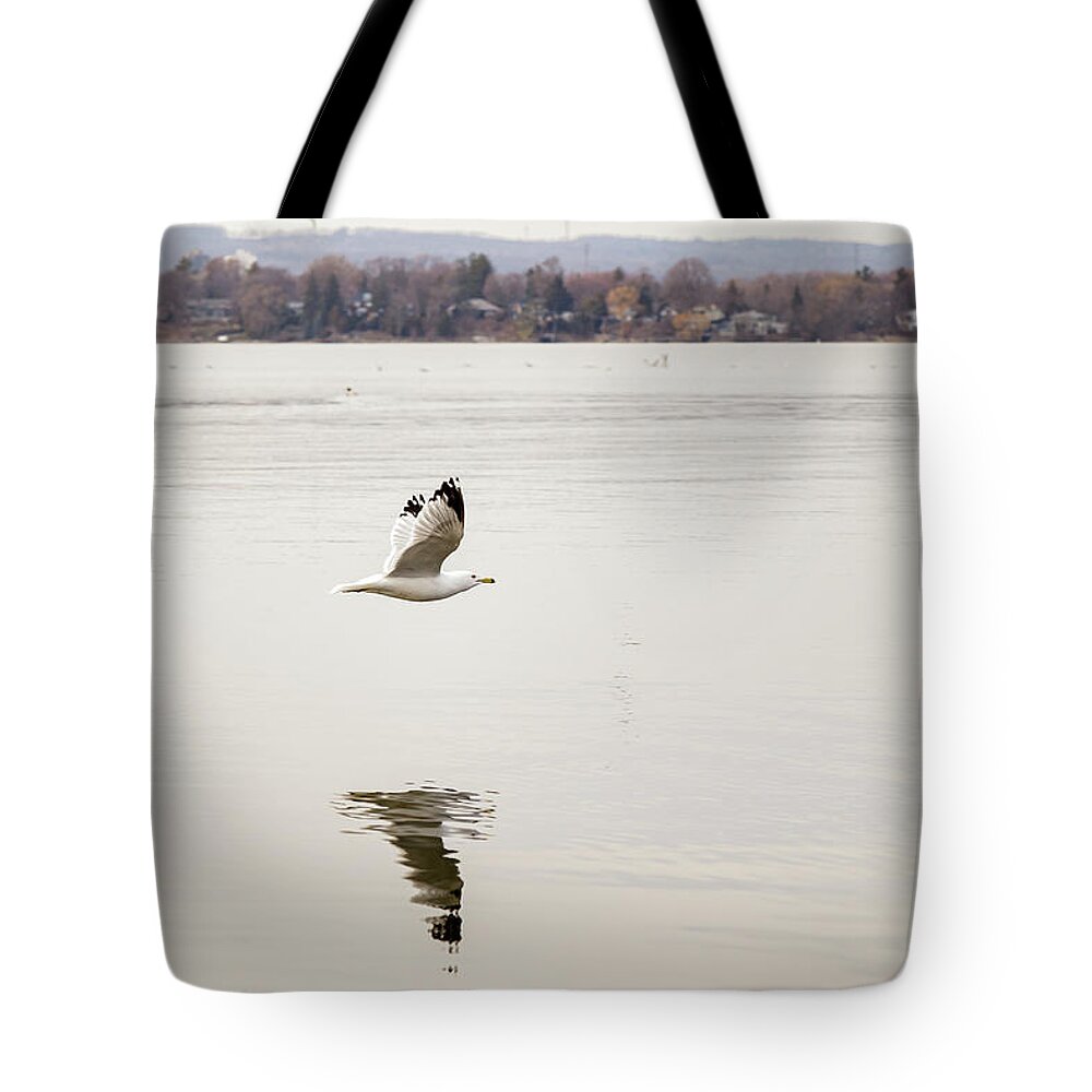 Larus Delawarensis Tote Bag featuring the photograph Ring-billed Gull in flight #6 by SAURAVphoto Online Store