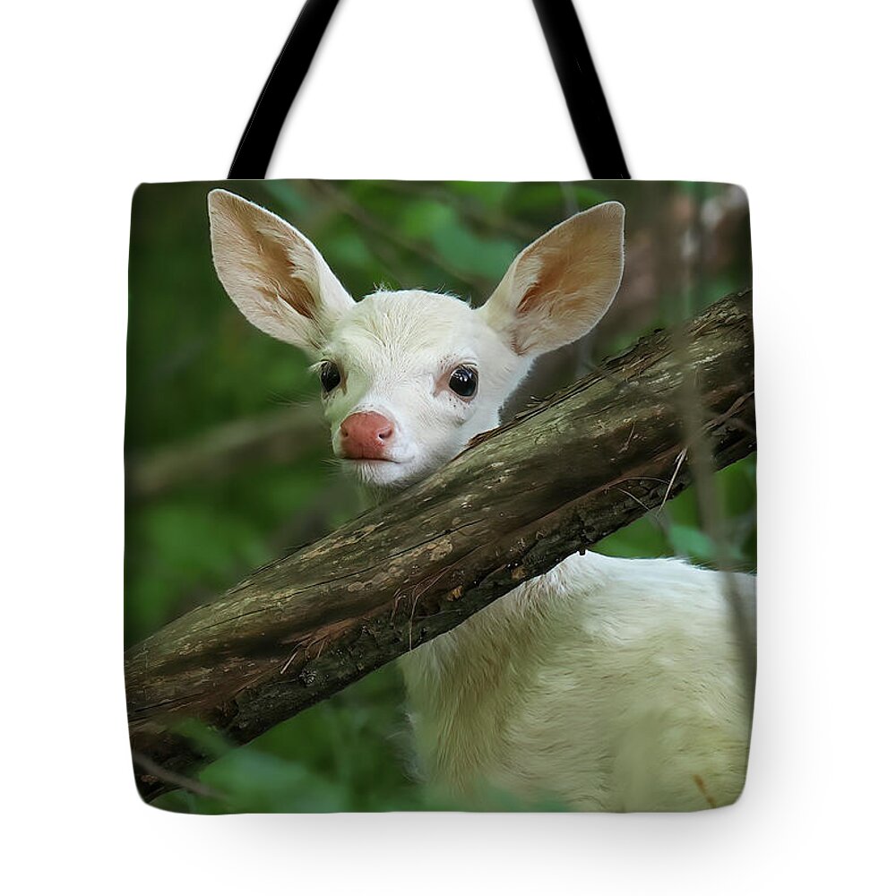 Whitetail Fawn Tote Bag featuring the photograph Whitetail Fawn #6 by Brook Burling