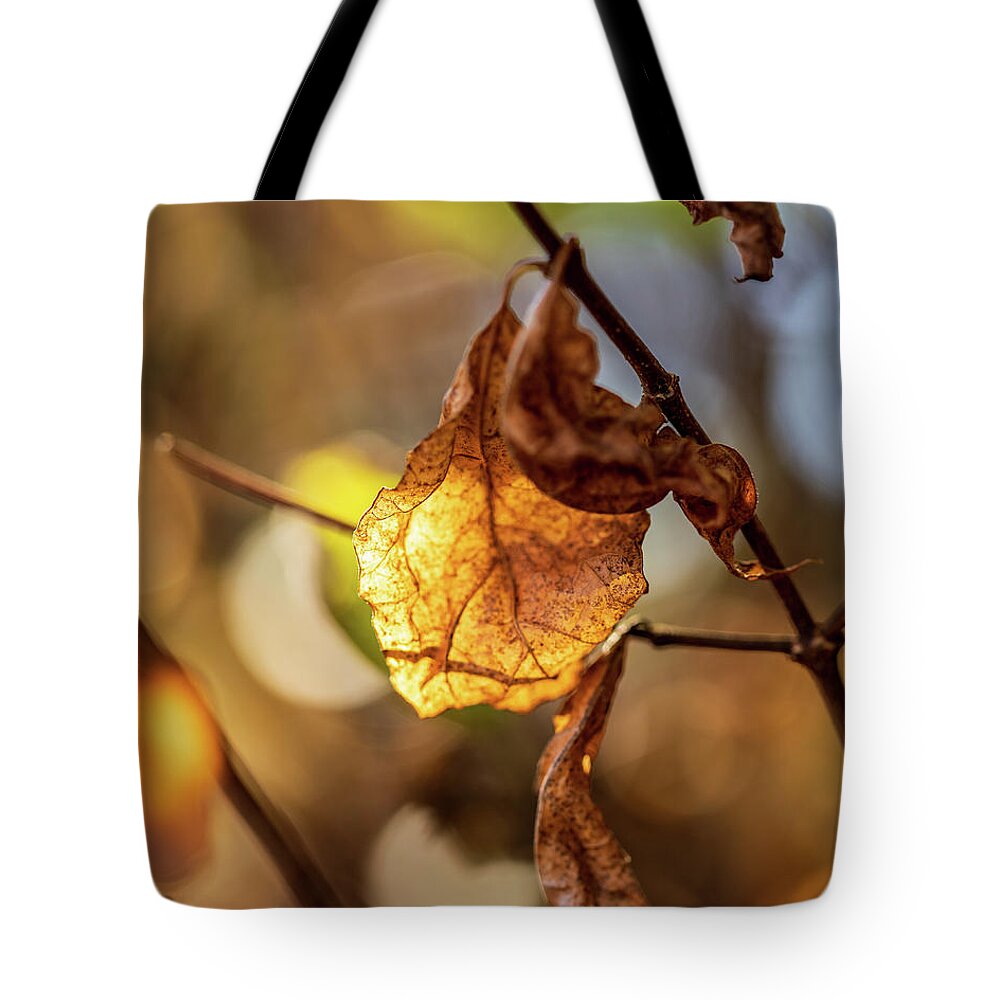 Landscape Tote Bag featuring the photograph Nature Photography - Fall Leaves #7 by Amelia Pearn