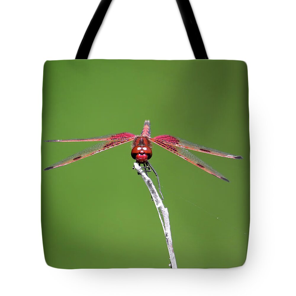 Red Saddlebag Dragonfly Tote Bag featuring the photograph Red Saddlebag Dragonfly #7 by Brook Burling